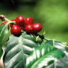 cerise sur l'arbre de café guatemala huehuetenango maya