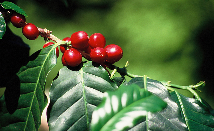 cerise sur l’arbre de café guatemala huehuetenango maya