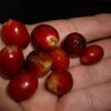 Cerises de café en grain Cuba - Serrano Superior