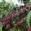 Cerises de caféier de la zone de Malabar