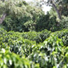 Plantation de café variété Arabica