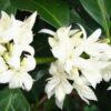 Aperçu floral en Papouasie-Nouvelle-Guinée