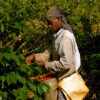 Cultivateur du café Iguana récoltant les cerises de café dans un champ