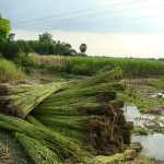 Récolte de la jute au Bengladesh (Photo : Shahnoor Habib Munmun)