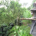 Aperçu des plantations d'une ferme de la coopérative Klasik Beans sur l'île de Bali