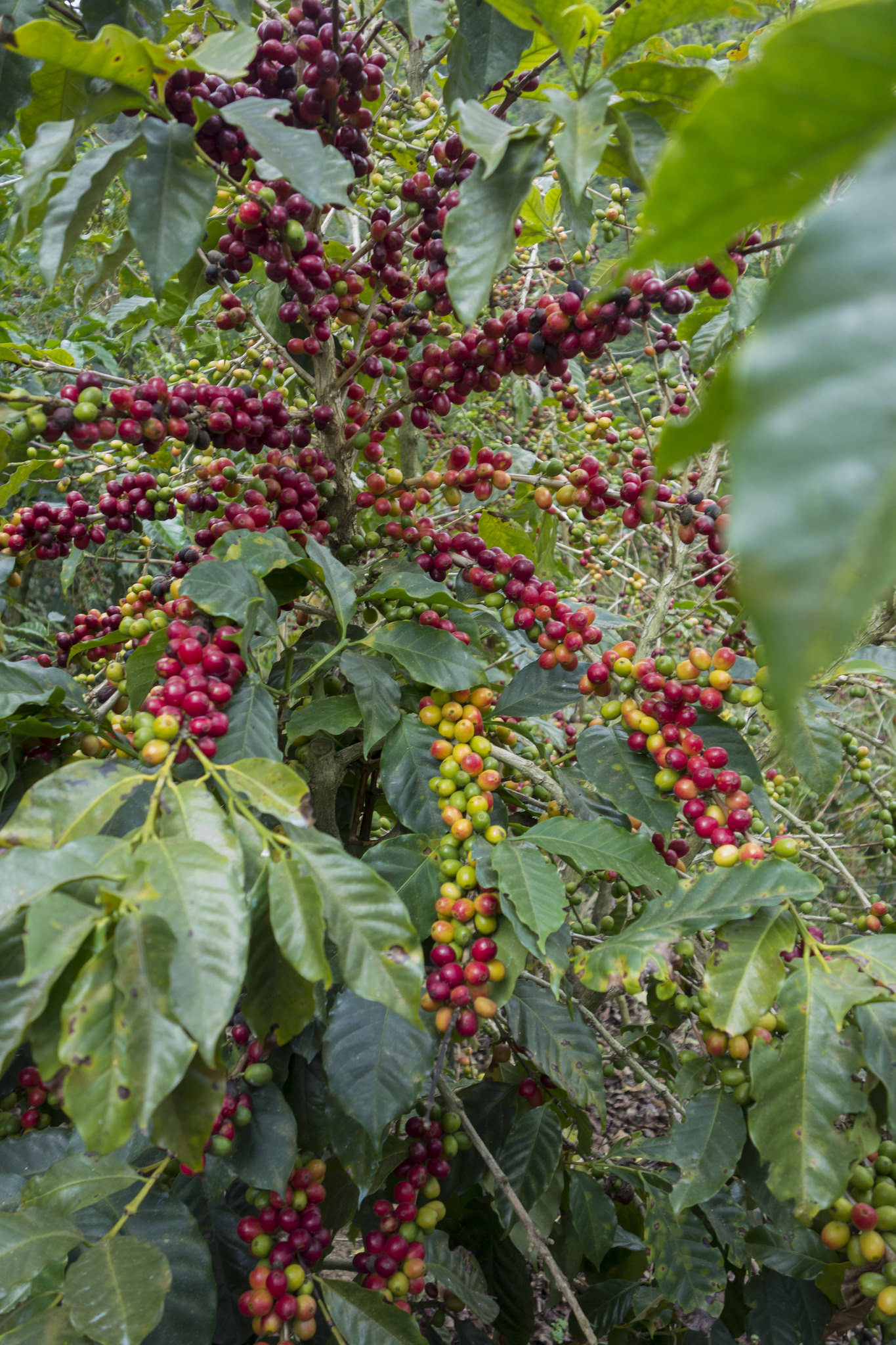 Salvador El Manzano 100 Bourbon Rouge (Terroir