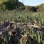 Champ de sisal (Photo : B.navez)