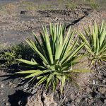 Plant de sisal (Photo : Ji-Elle)