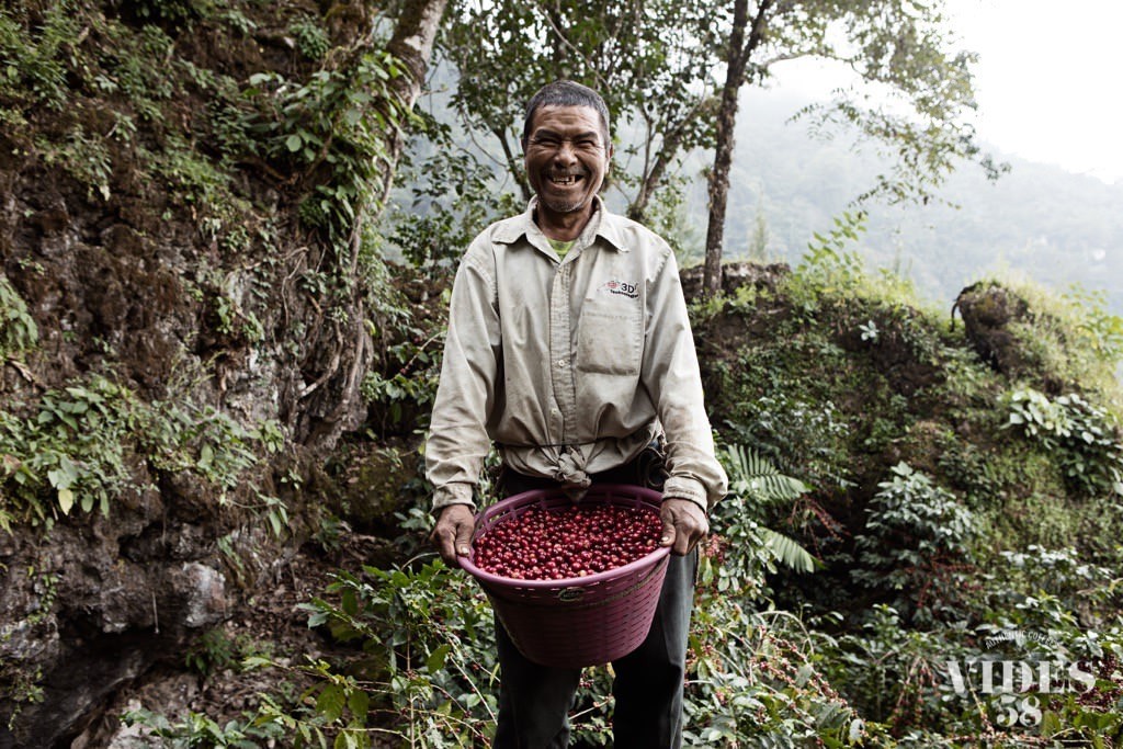 Un cueilleur cultivant le café La Mochilita, présente fièrement sa cueillète, elle est superbe car très homogène !