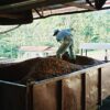 Traitement du bac dans lequel on transporte les cerises de café de la zone de production à la zone de transformation