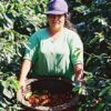 Récolte de café en Vallée Centrale du Costa Rica