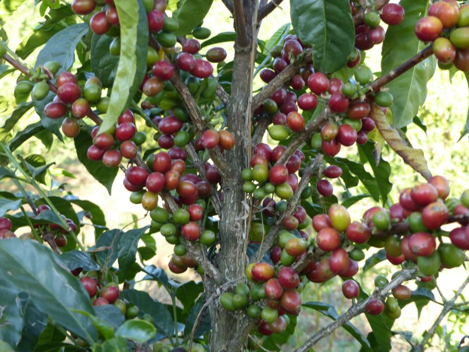 cafe-Ethiopie-Jimma-goma-cancoo-forest-Abba-Lulessa-01