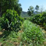 Plantations pour la production du café Quetzalito