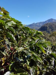Plan rapproché de plantes de café avec des cerises mûres, entourées de collines verdoyantes sous un ciel bleu.