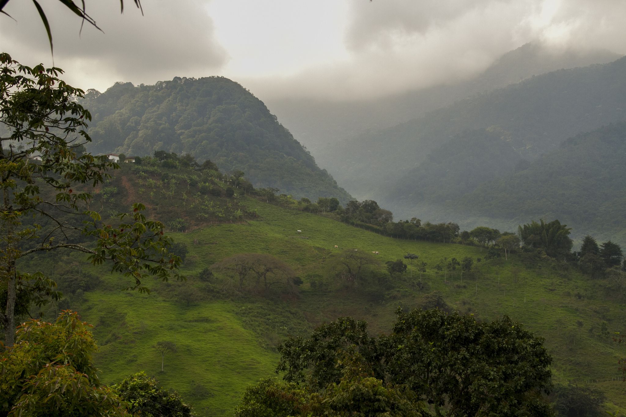 Aperçu des champs où est est produit et cultivé le café Choco