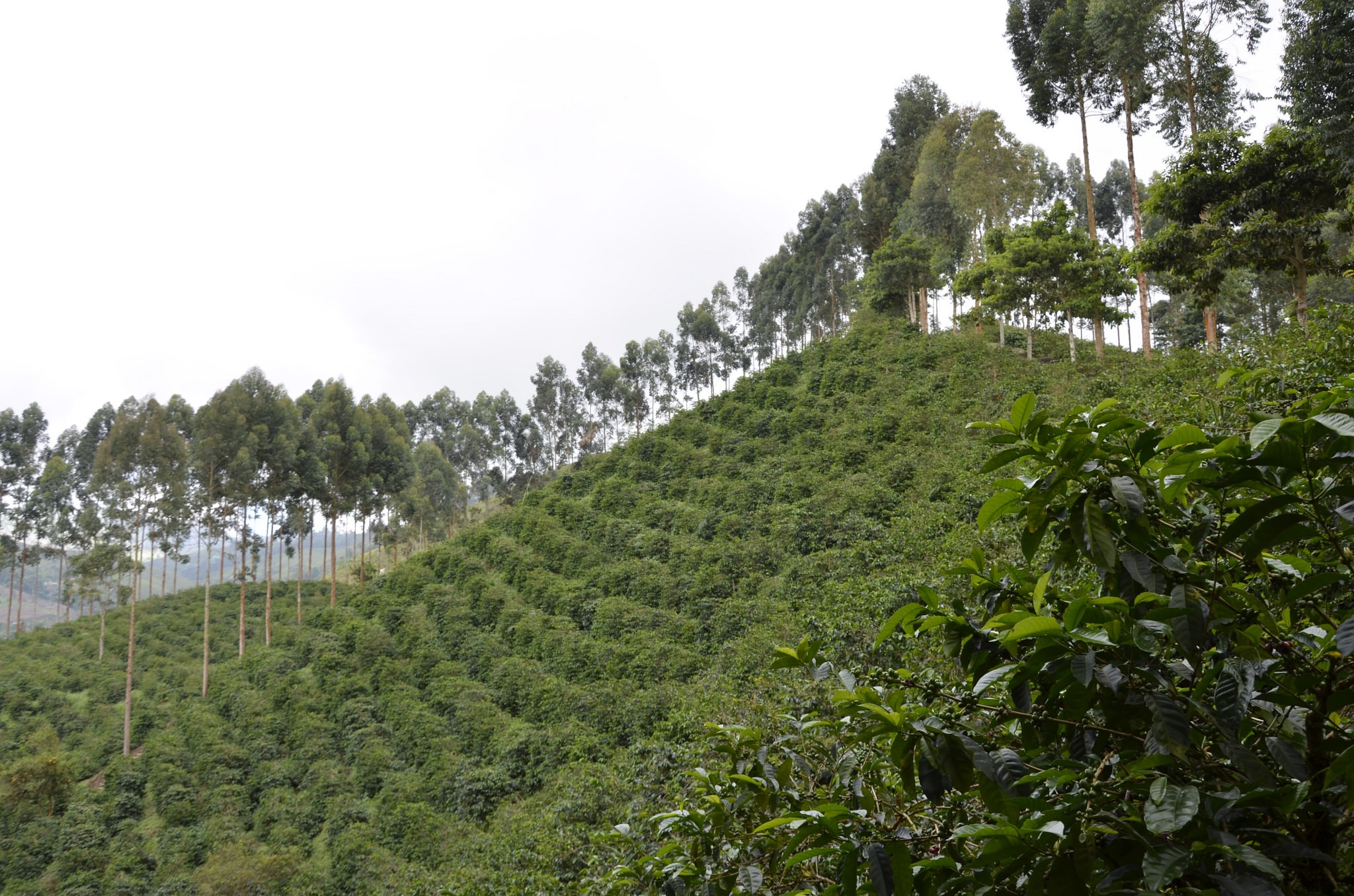 Aperçu des plantations de café dans la région de Tolima en Colombie, où est produit le café Fabrica