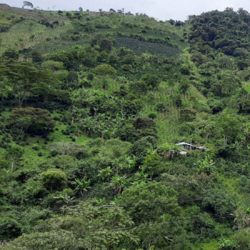 Vue panoramique d'une plantation de café en terrasses sur une colline verdoyante en Colombie, avec des bananiers et une petite maison au loin.