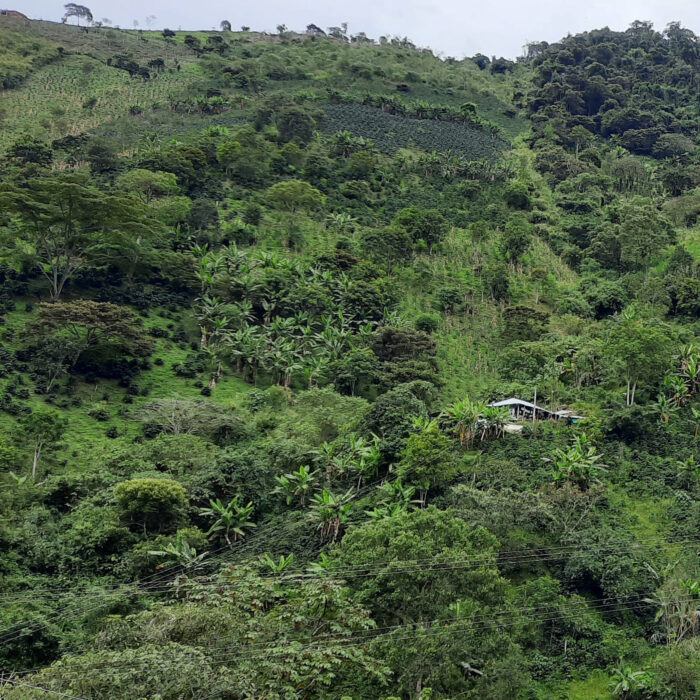 Vue panoramique d'une plantation de café en terrasses sur une colline verdoyante en Colombie, avec des bananiers et une petite maison au loin.