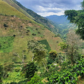 Plantations de café bio en terrasses sur les pentes verdoyantes de la région de Tolima en Colombie, avec des montagnes en arrière-plan