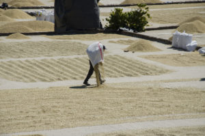 Séchage des grains de Maragogype sur le patio