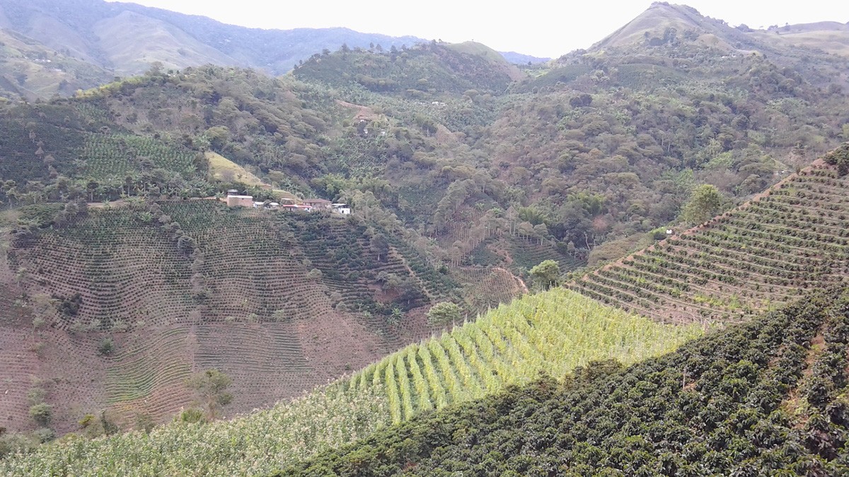 Aperçu des plantations de café dans la région de Quindio en Colombie, où est produit le café Pueblo Sin Prisa