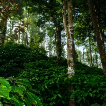 Plantations de café verdoyantes et luxuriantes sous un ciel bleu, arbres élancés en arrière-plan, évoquant l'origine du café La Brute