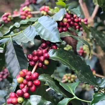 Rameaux d'un caféier chargés de cerises de café mûres, rouges et quelques-unes encore vertes, entourées de grandes feuilles vertes.