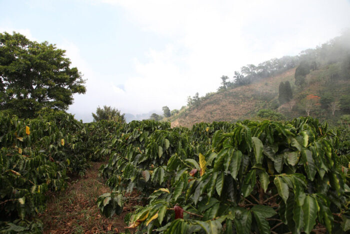 Image montrant les plantations où est cultivé le café Tous les Saints au Costa Rica
