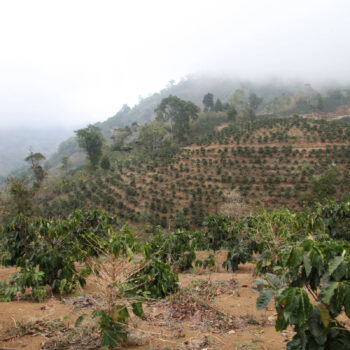 Plantation de caféiers en terrasses sur une colline brumeuse au Costa Rica, avec des rangées d'arbustes verts bien entretenues