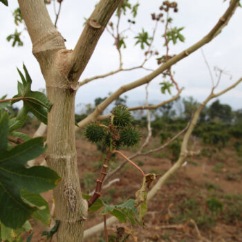 Plante de ricin avec ses fruits épineux verts, sur fond de paysage rural et de ciel nuageux