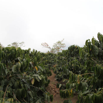 Plantation de caféiers luxuriants et verdoyants au Costa Rica, avec des rangées bien entretenues s'étendant à perte de vue sous un ciel légèrement voilé. Un arbre avec des fleurs rouges est visible au loin.