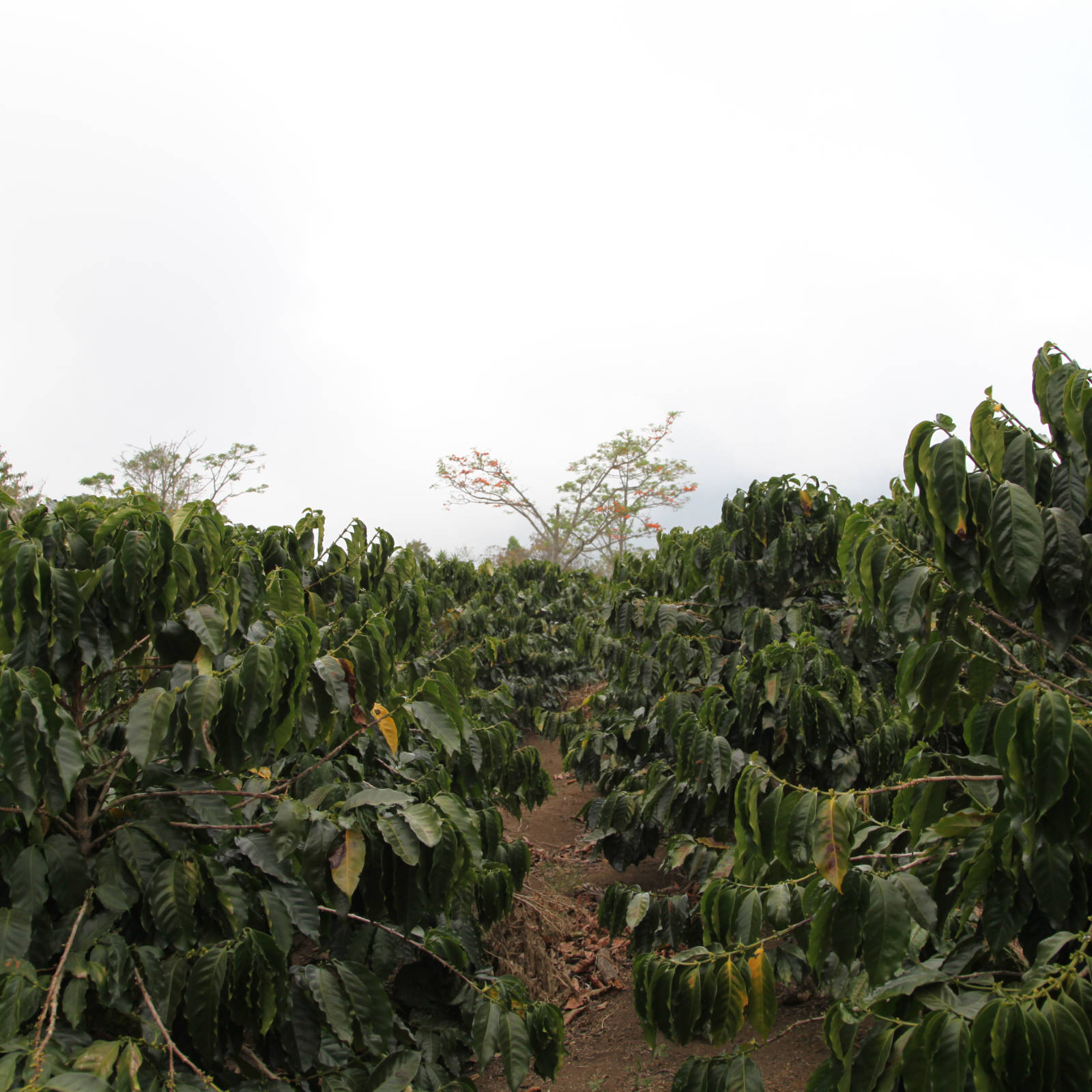 Plantation de caféiers luxuriants et verdoyants au Costa Rica, avec des rangées bien entretenues s'étendant à perte de vue sous un ciel légèrement voilé. Un arbre avec des fleurs rouges est visible au loin.