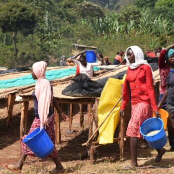 Des femmes transportent des seaux de grains de café à travers un champ de séchage en Éthiopie, sous un ciel bleu et un feuillage verdoyant