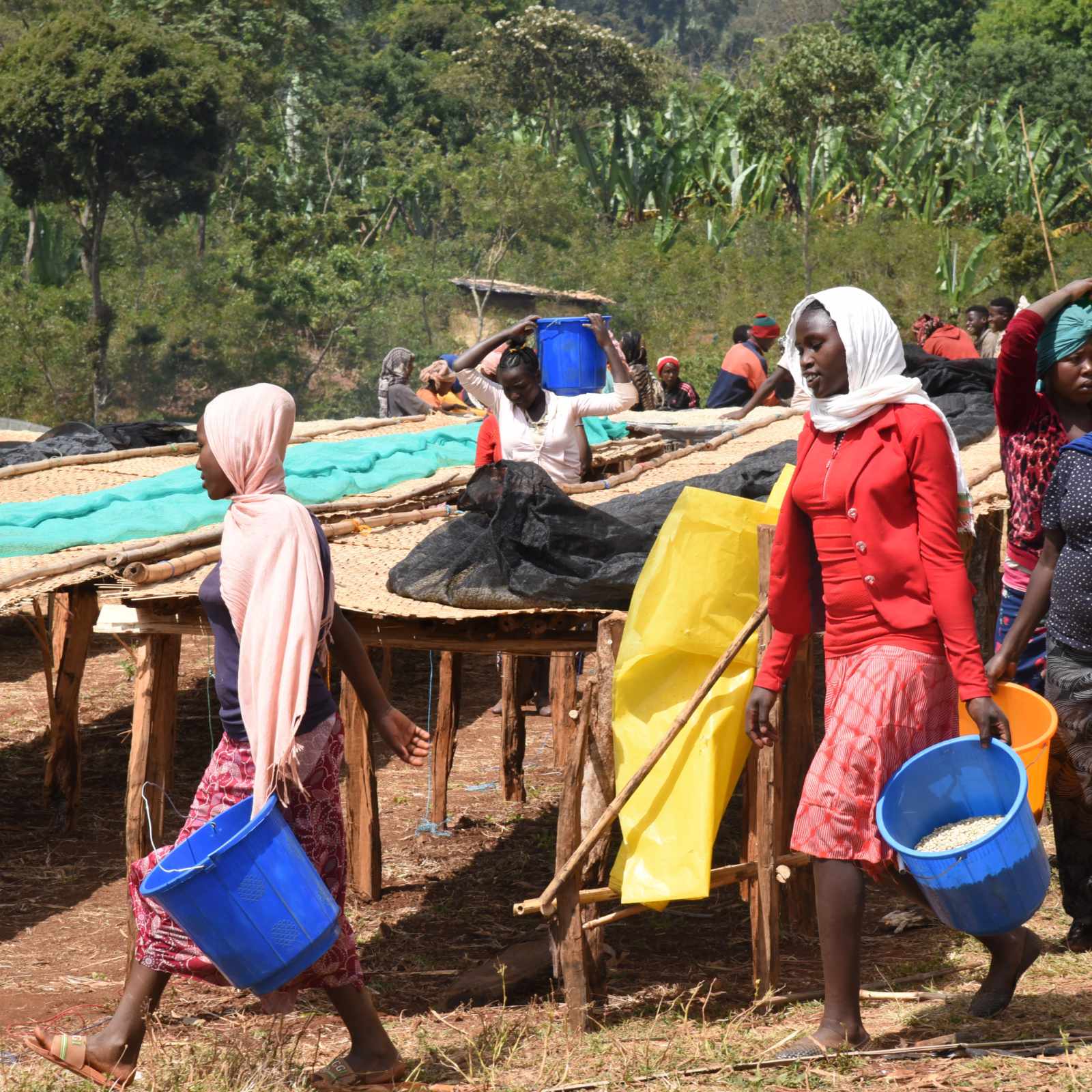 Des femmes transportent des seaux de grains de café à travers un champ de séchage en Éthiopie, sous un ciel bleu et un feuillage verdoyant
