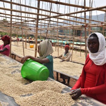 Femmes triant des grains de café de couleur crème sur des bâches tendues sous une structure en bambou, processus de séchage du café en Éthiopie