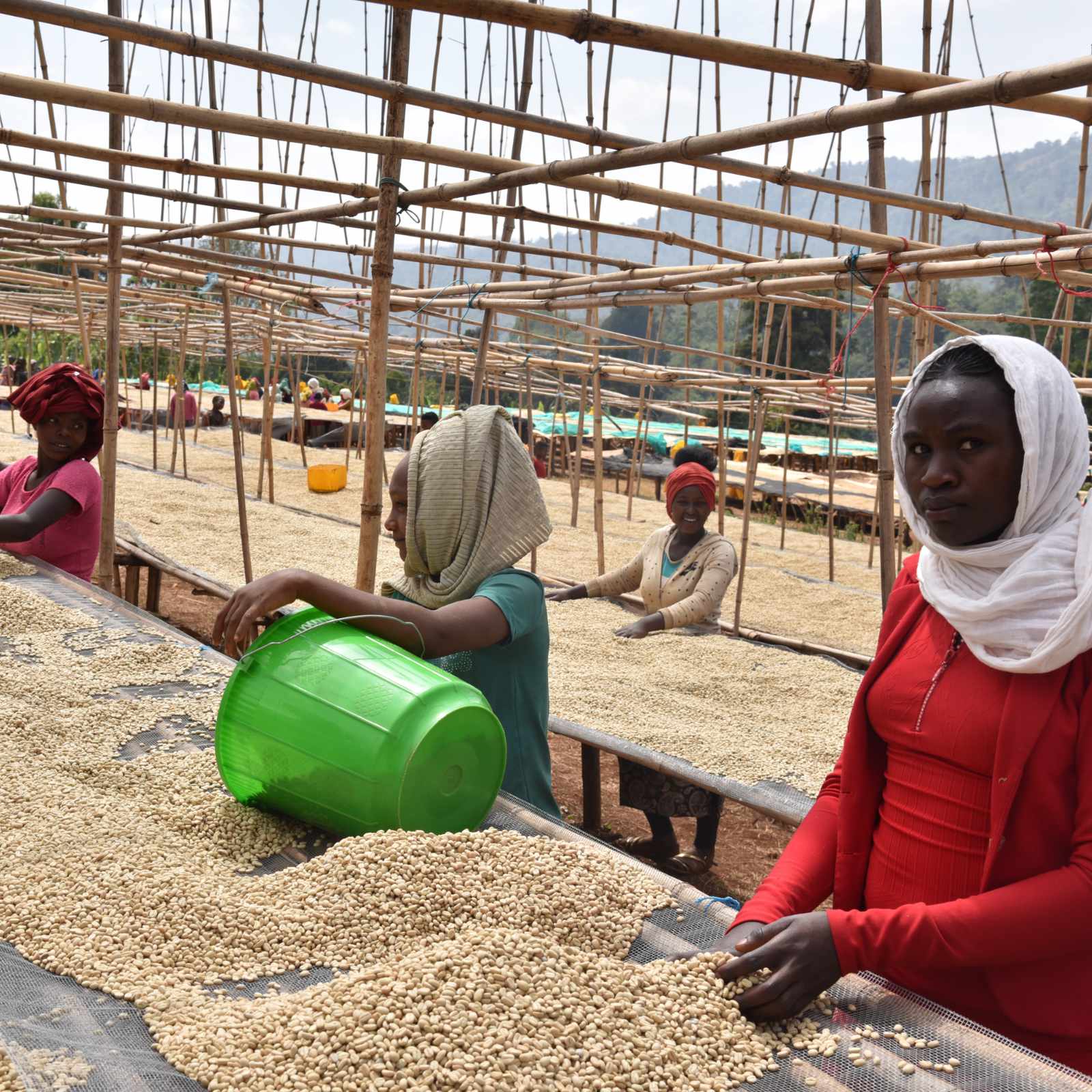 Femmes triant des grains de café de couleur crème sur des bâches tendues sous une structure en bambou, processus de séchage du café en Éthiopie