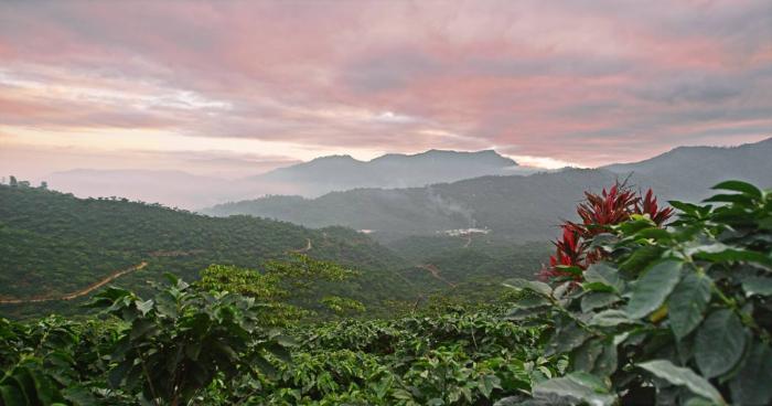 Paysage de culture de café dans la région de Chiapas