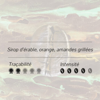 Gros plan d'un grain de café d'Indonésie Bali Paradise et ses notes de dégustation sirop d'érable, orange, amandes grillées