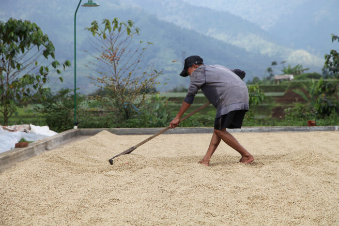 Producteur indonésien retournant des grains de café en séchage sur des lits surélevés, avec un paysage montagneux en arrière-plan.