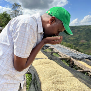 Un agriculteur portant un chapeau vert et une chemise à carreaux est en train d'inspecter des grains de café frais. Il tient une poignée de grains dans sa main et les sent attentivement. Derrière lui, on peut voir des tas de grains de café étalés sur des tables de séchage sous un ciel clair et nuageux, avec des collines verdoyantes en arrière-plan.