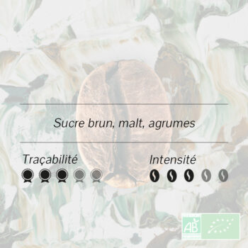 Illustration grain de café bio Bolivie Caranavi Ayni, notes sucre brun, malt, agrumes