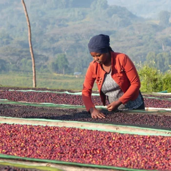 Ouvrière café triant des cerises de café mûres sur des lits de séchage en plein air dans une plantation d'Éthiopie