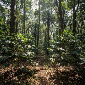 Sentier de terre traversant une forêt dense, bordé de jeunes plants de caféiers aux feuilles vertes et de grands arbres, lumière filtrant à travers le feuillage luxuriant.