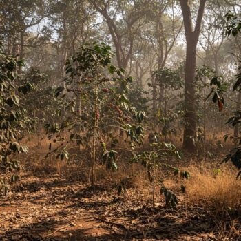 Arbres de caféier en Éthiopie, région Yirgacheffe, avec des cerises de café rouges mûres sur les branches, dans une forêt ombragée