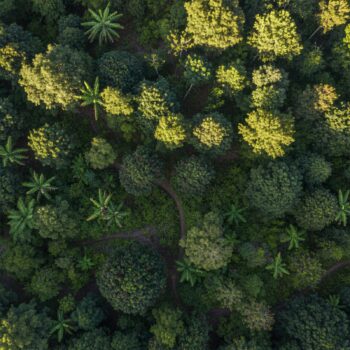 Vue aérienne d'une forêt dense et luxuriante, avec des sentiers sinueux traversant la végétation verdoyante, typique des régions de caféiculture en haute altitude.