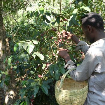 Un homme récolte des cerises de café rouges sur un arbuste dans une forêt, avec un panier en osier à la main