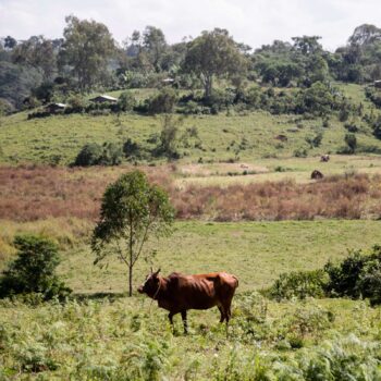 Vache brune paissant dans un pré verdoyant au premier plan, avec des collines boisées et quelques habitations au loin, évoquant le paysage de production du café éthiopien Jimma.