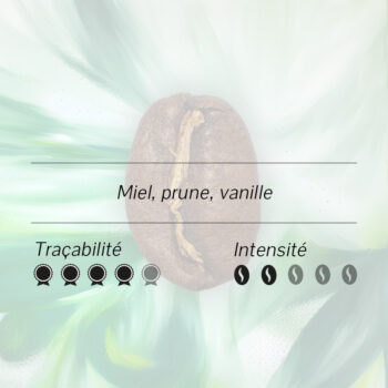 Gros plan sur un grain de café Arabica d'Éthiopie Yirgacheffe Gedeb BIO, aux notes de miel, prune et vanille, avec indicateurs de traçabilité et d'intensité