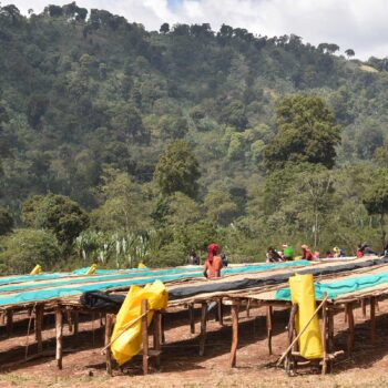 Des personnes récoltent des grains de café sur des lits de séchage surélevés, dans une région montagneuse d'Éthiopie, sous un ciel nuageux