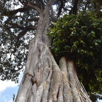 Gros plan sur le tronc texturé et les racines d'un grand arbre ancien, symbolisant la richesse du terroir éthiopien pour le café Yirgacheffe